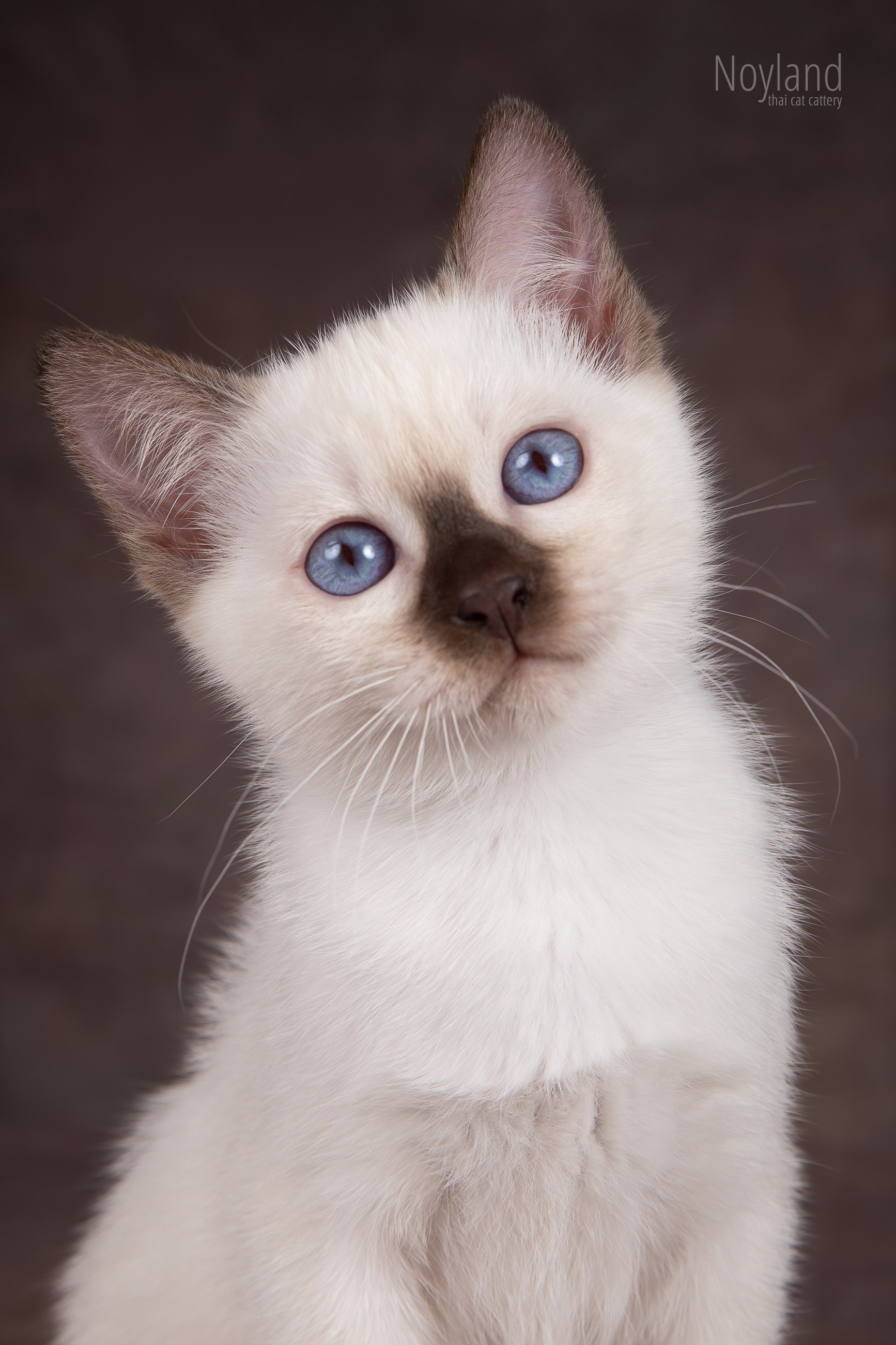 Котята. Питомник тайских кошек в Санкт-Петербурге Noyland