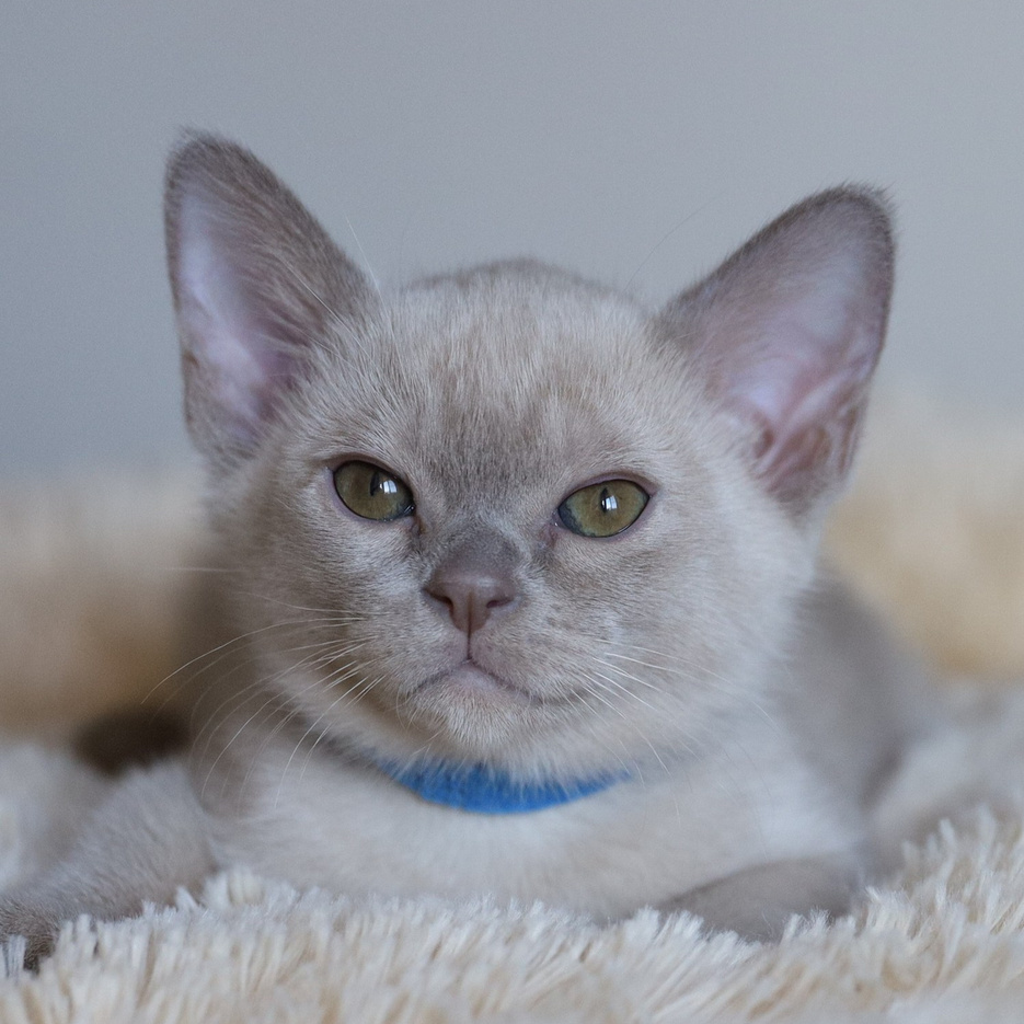 Котята. Питомник «Bouncy Life»