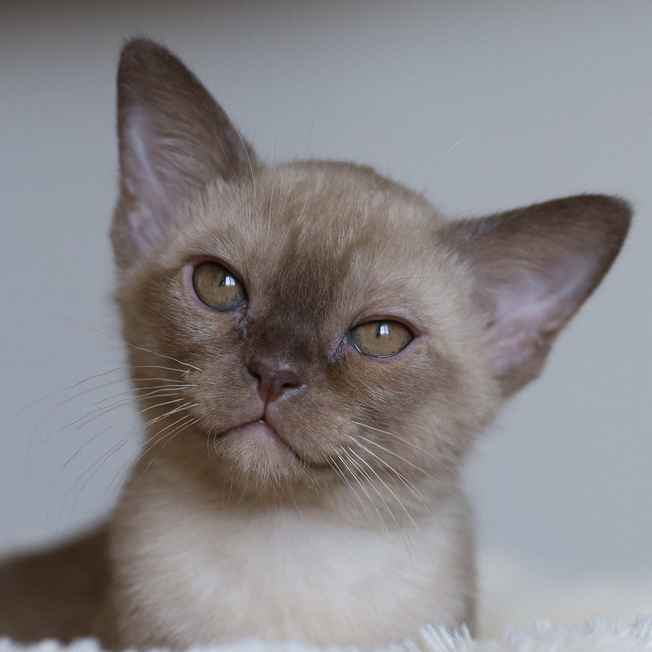 Котята. Питомник «Bouncy Life»