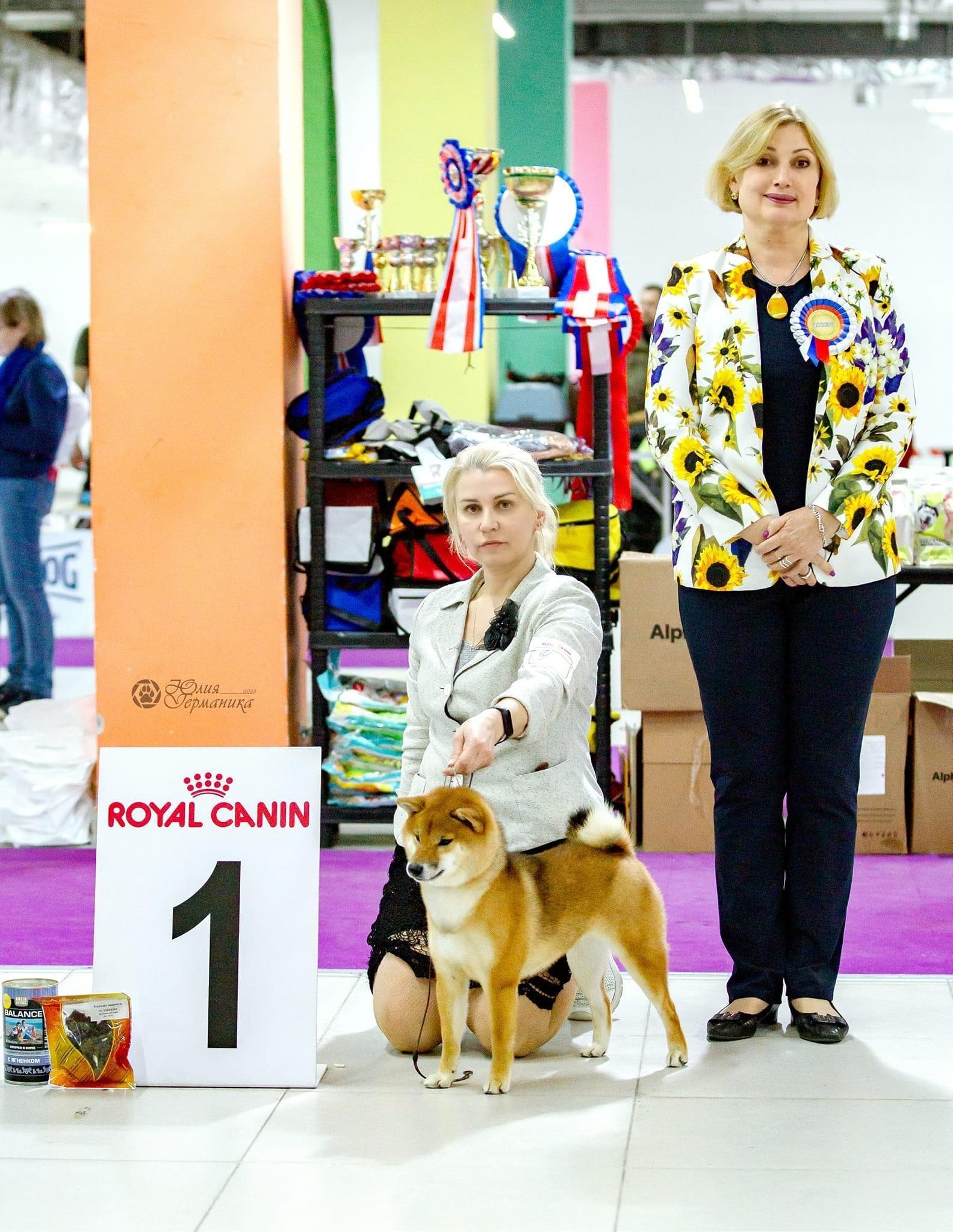 2022. SHIOMARU Shiba and Akita Inu Kennel