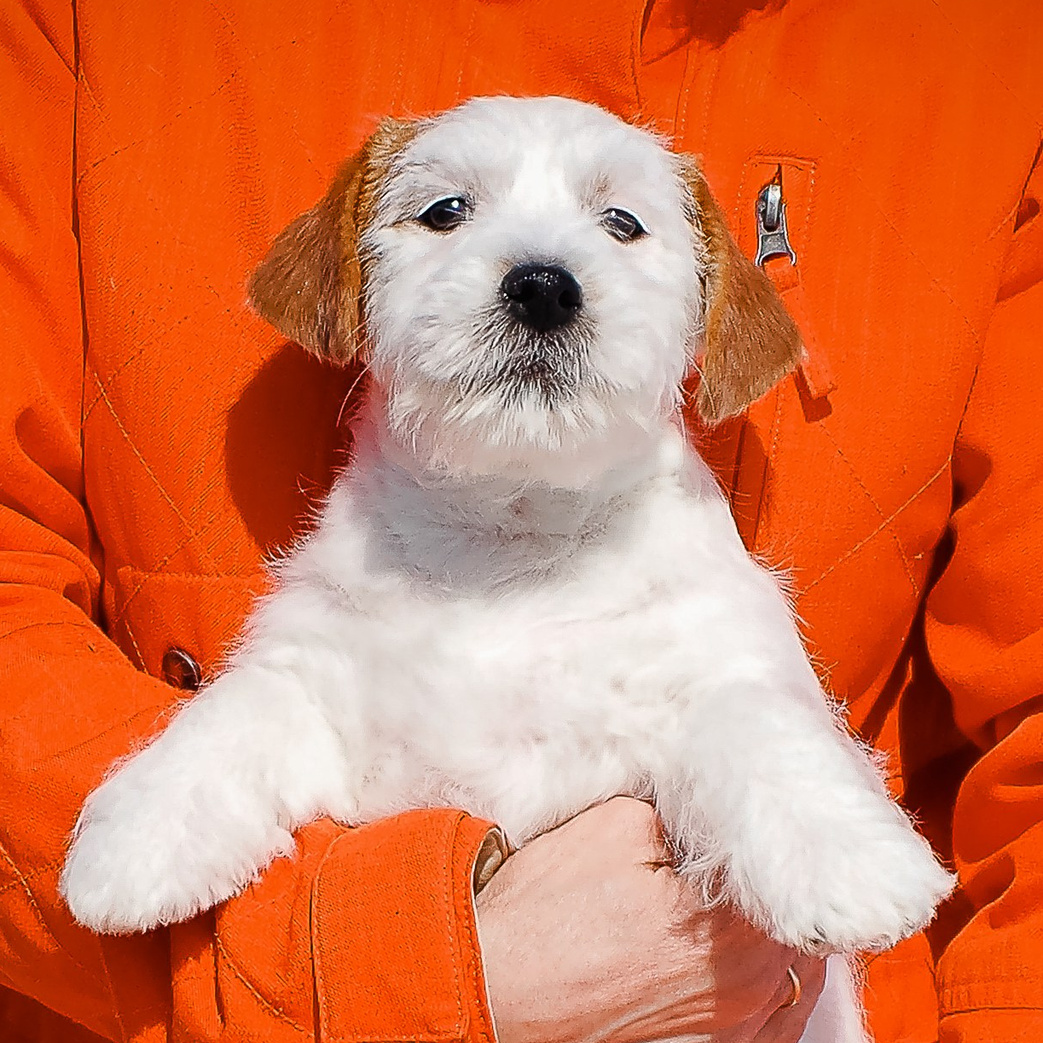 LITTER «Б» 21/12/2025. CANE MAESTRO — kennel Jack Russell Terrier