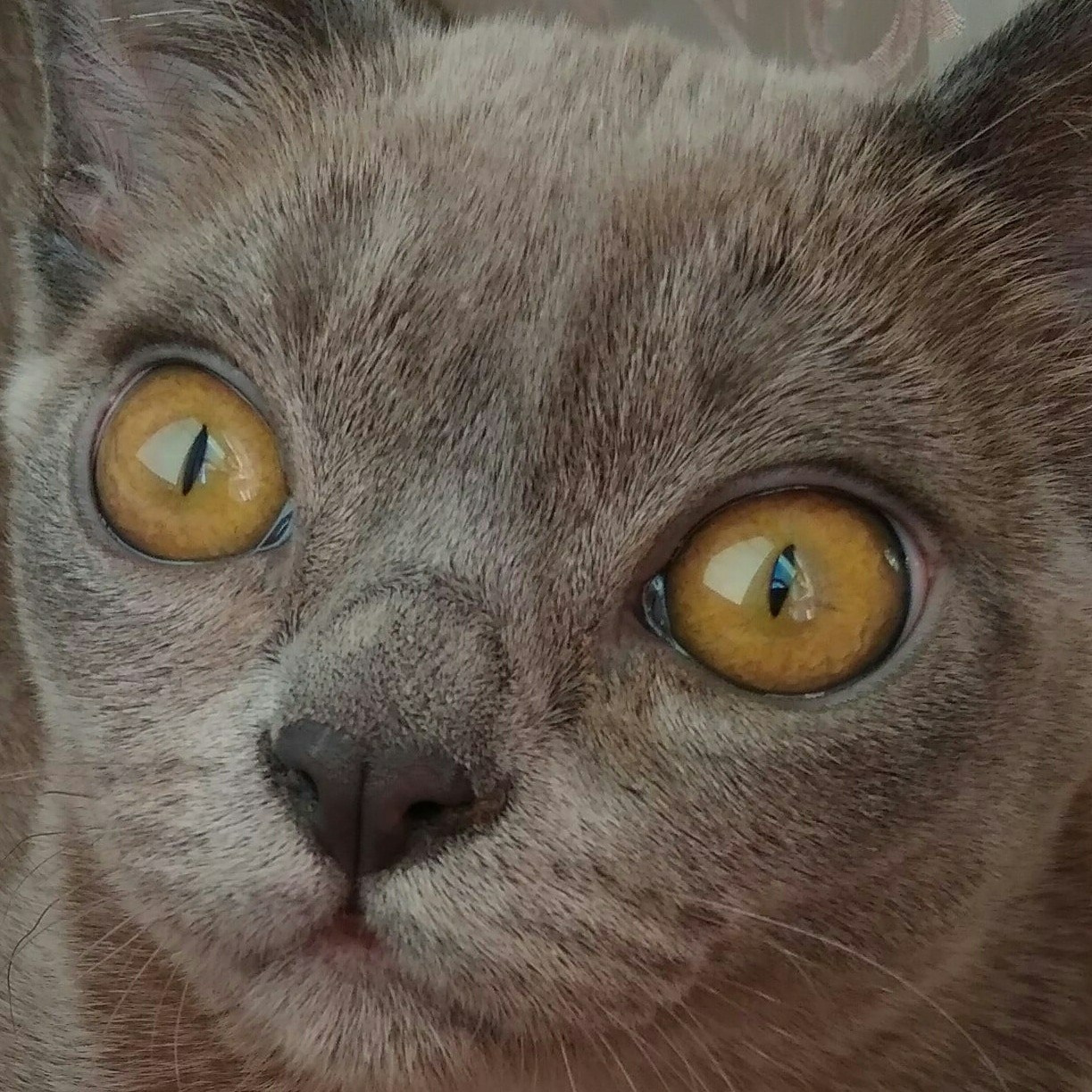 Котёнок американской бурмы. Las Burmas — питомник американской бурмы традиционных линий