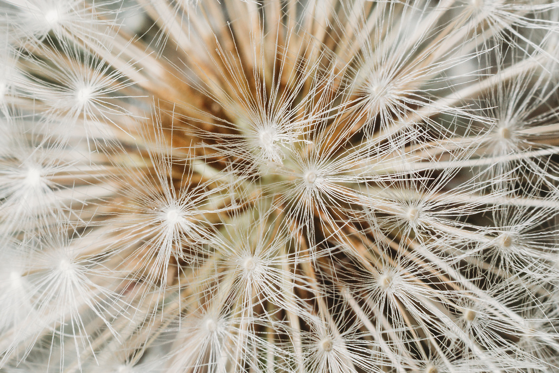 Съемка макро: личный опыт и полезные советы. Фотоцентр Перспектива: выпускные альбомы, фотошкола, курсы фотографии