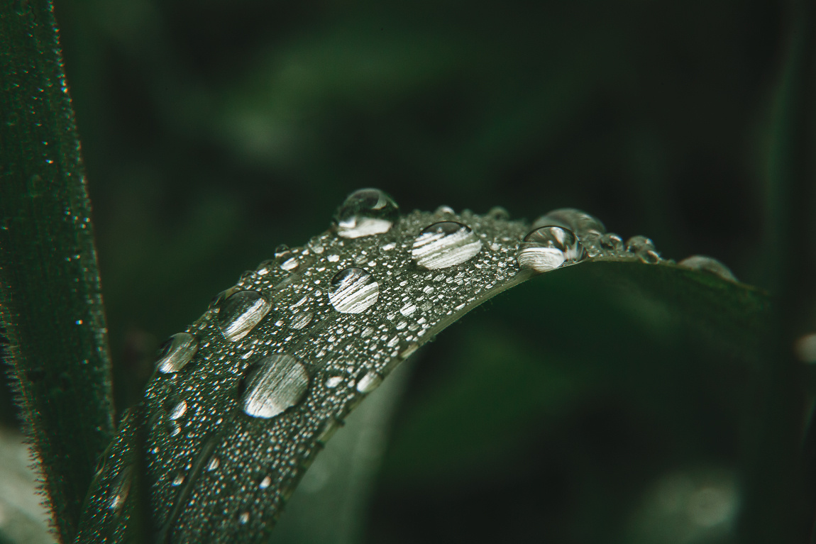 Съемка макро: личный опыт и полезные советы. Фотоцентр Перспектива: выпускные альбомы, фотошкола, курсы фотографии