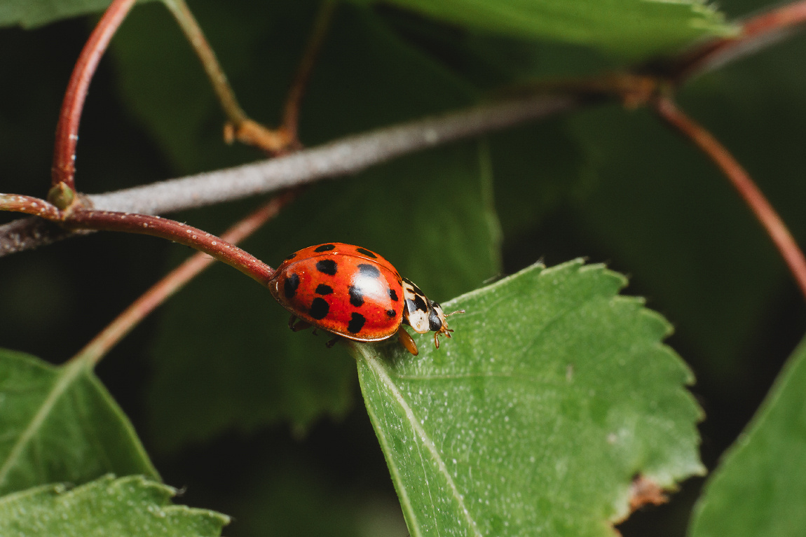 Съемка макро: личный опыт и полезные советы. Фотоцентр Перспектива: выпускные альбомы, фотошкола, курсы фотографии