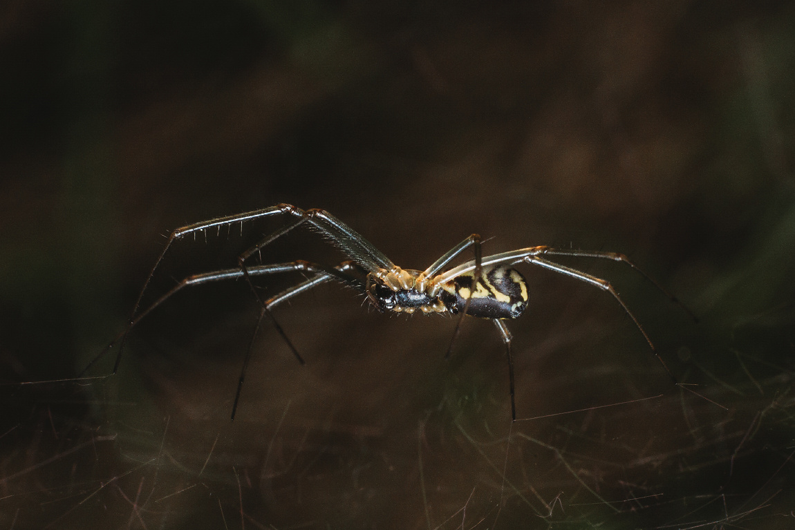 Съемка макро: личный опыт и полезные советы. Фотоцентр Перспектива: выпускные альбомы, фотошкола, курсы фотографии