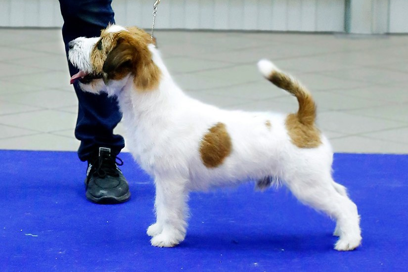 АРХИВ ПОМЕТОВ. Щенки джек рассел терьера, питомник РКФ, питомник джек рассел терьеров, питомник Порт Фортис, kennel PORT FORTIS