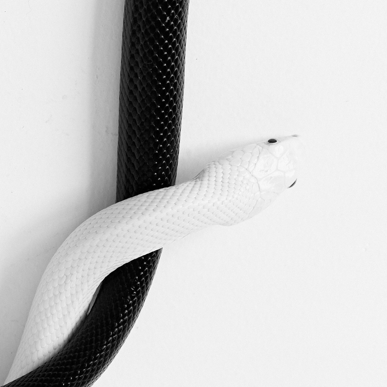 Контакты. Фотограф Екатерина SNAKEKKA|Фотограф из Москвы