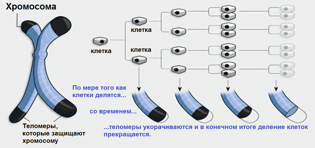 Что такое теломеры. Сово-Сово — Омоложение и оздоровление!