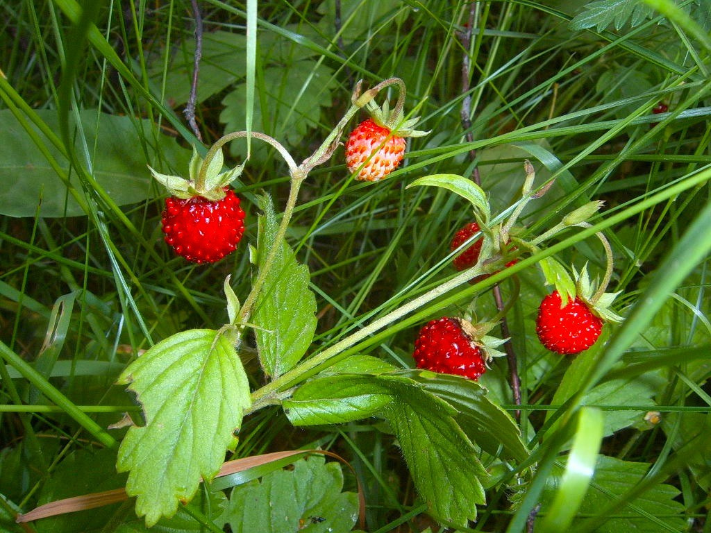 Сезон земляники пришел в Шалово-парк. Оздоровительный комплекс Шалово-парк Серебряные ключи