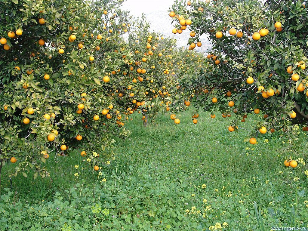 Фототур в Абхазию. Детский и семейный фотограф Нижнего Новгорода и Москвы Олеся Ратникова
