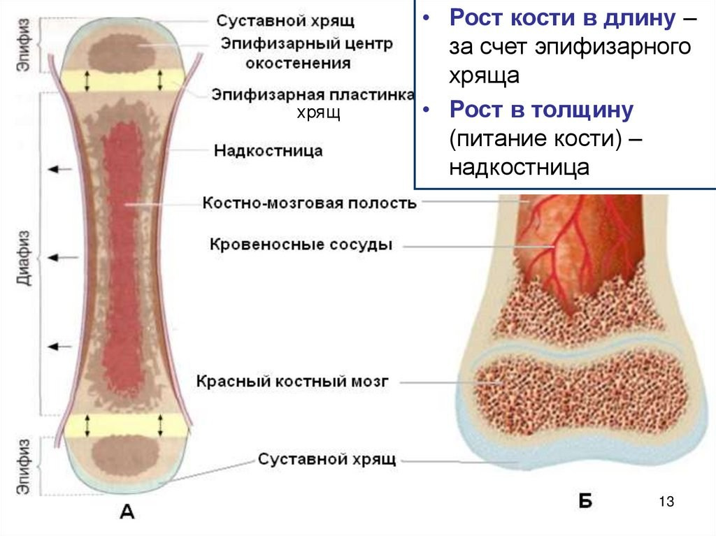 Формирование скелета: Что важно знать о костях 8-недельного щенка Американского Булли. Американский Булли в г. Ростов-на-Дону. Питомник THE POWER OF SIBERIA