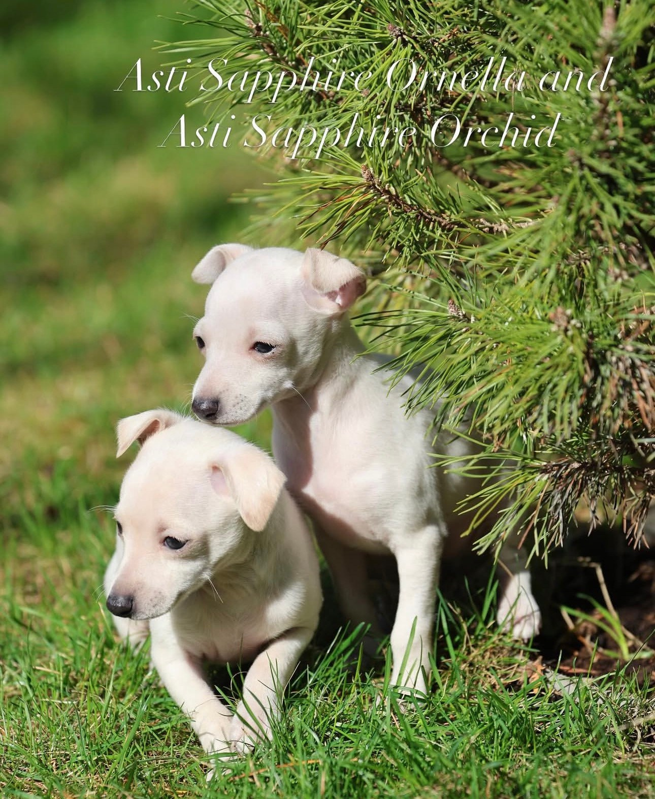 Белоснежные. Профессиональный питомник левреток РКФ/FCI ASTI SAPPHIRE 💎 Сочи|Санкт-Петербург