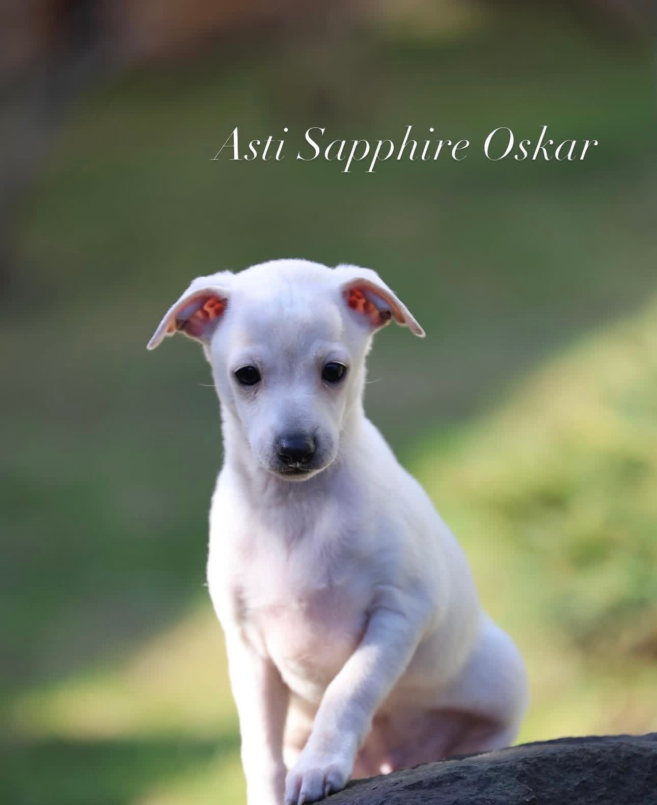 Белоснежные. Профессиональный питомник левреток РКФ/FCI ASTI SAPPHIRE 💎 Сочи|Санкт-Петербург