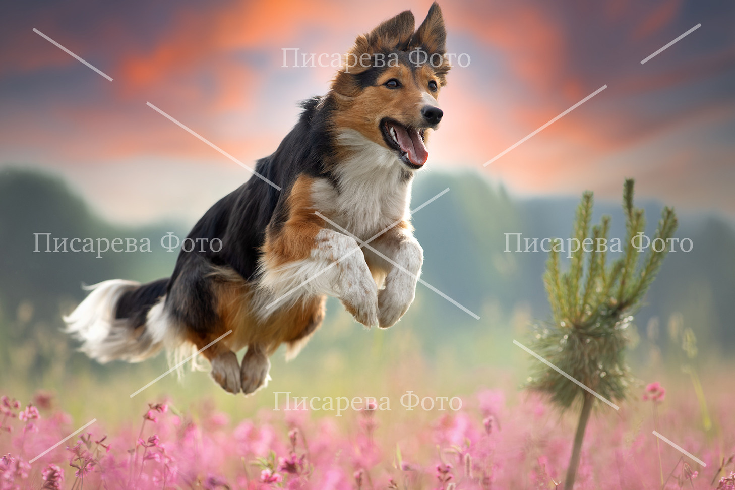 Собака летит в прыжке над цветущим поле