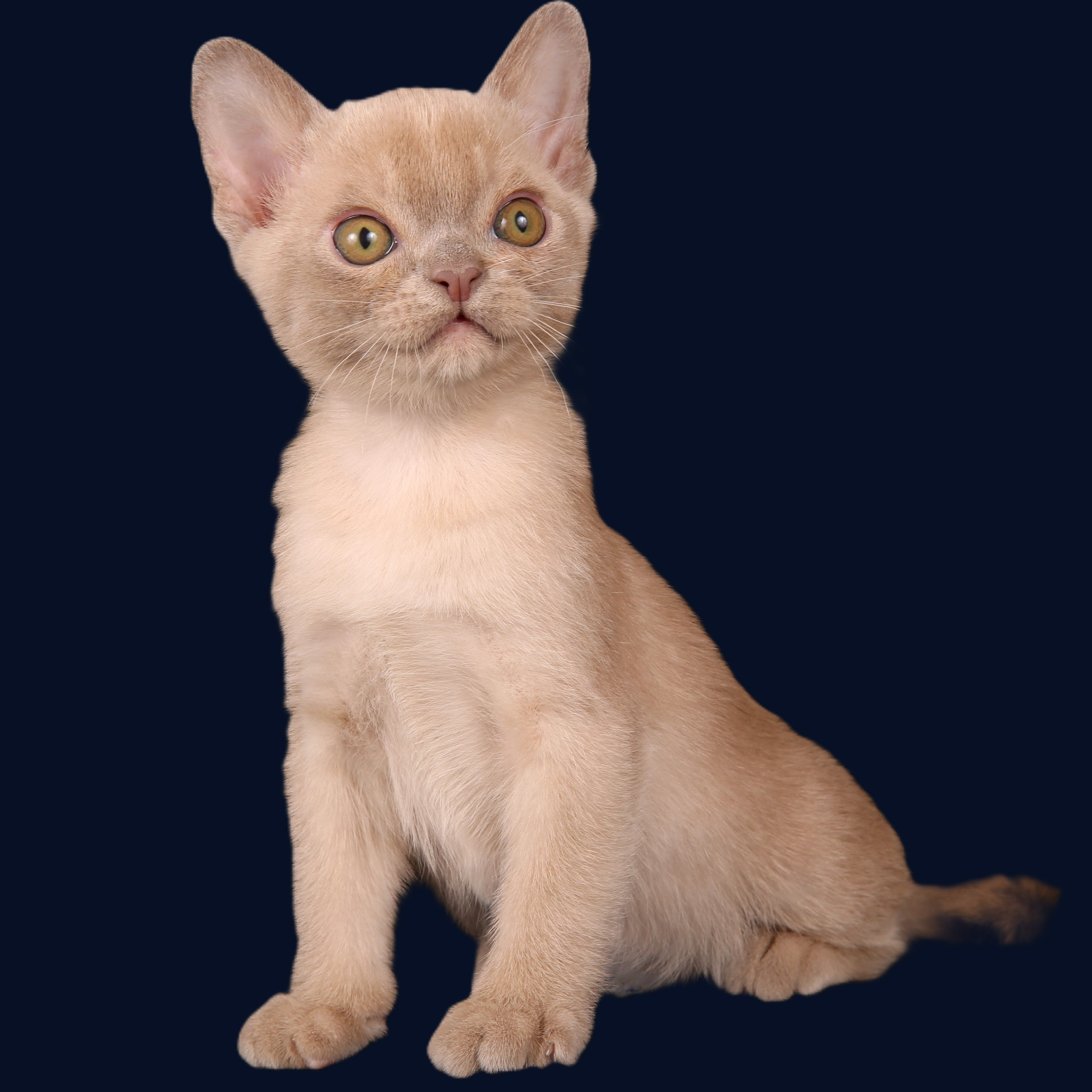 СЕЙЧАС СВОБОДНЫХ КОТЯТ НЕТ. Las Burmas — питомник американской бурмы традиционных линий