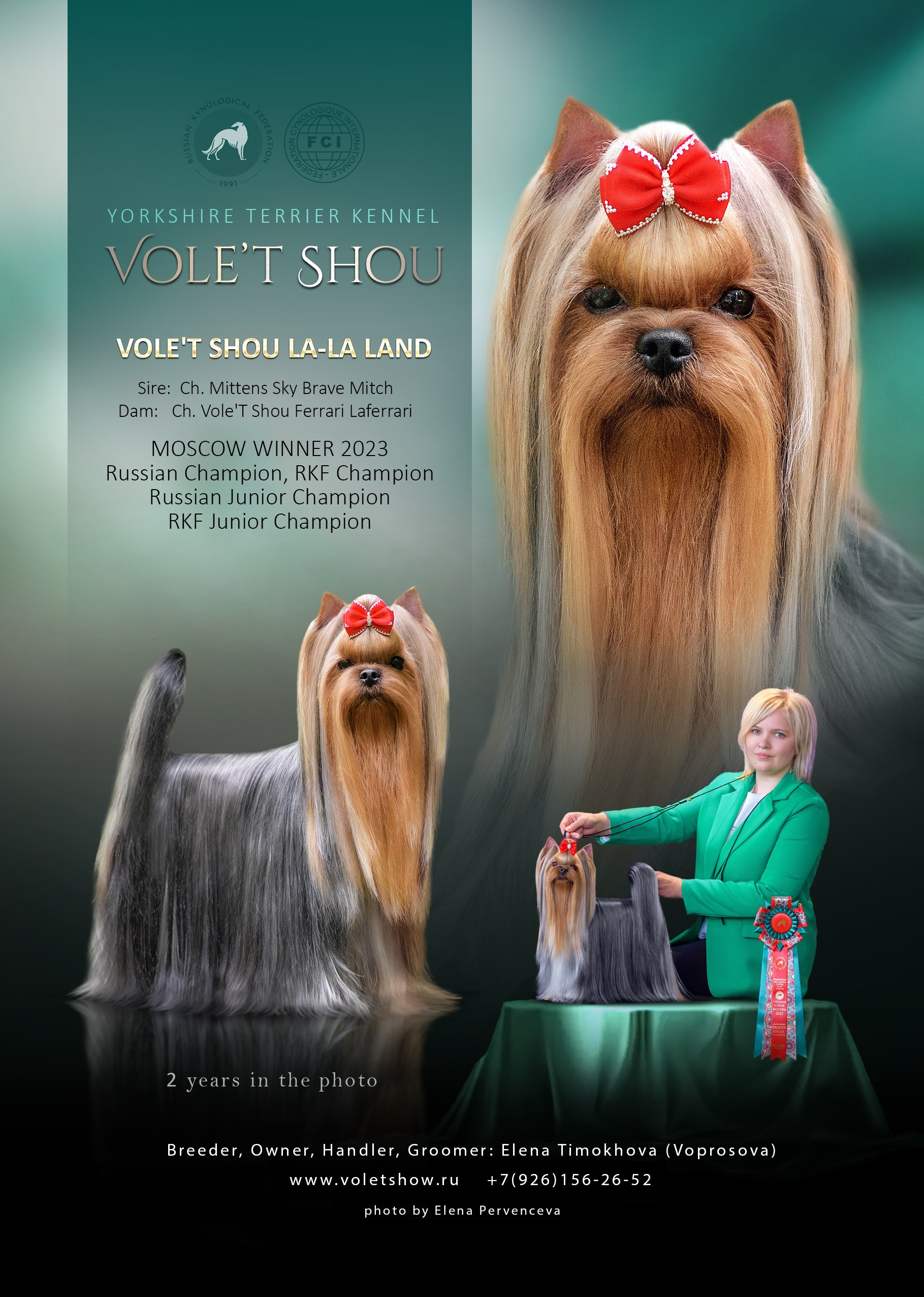 Разведение йоркширских терьеров. Питомник Воле'Т Шоу Vole'T Shou. Йоркширский терьер — питомник йоркширских терьеров Vole'T Shou