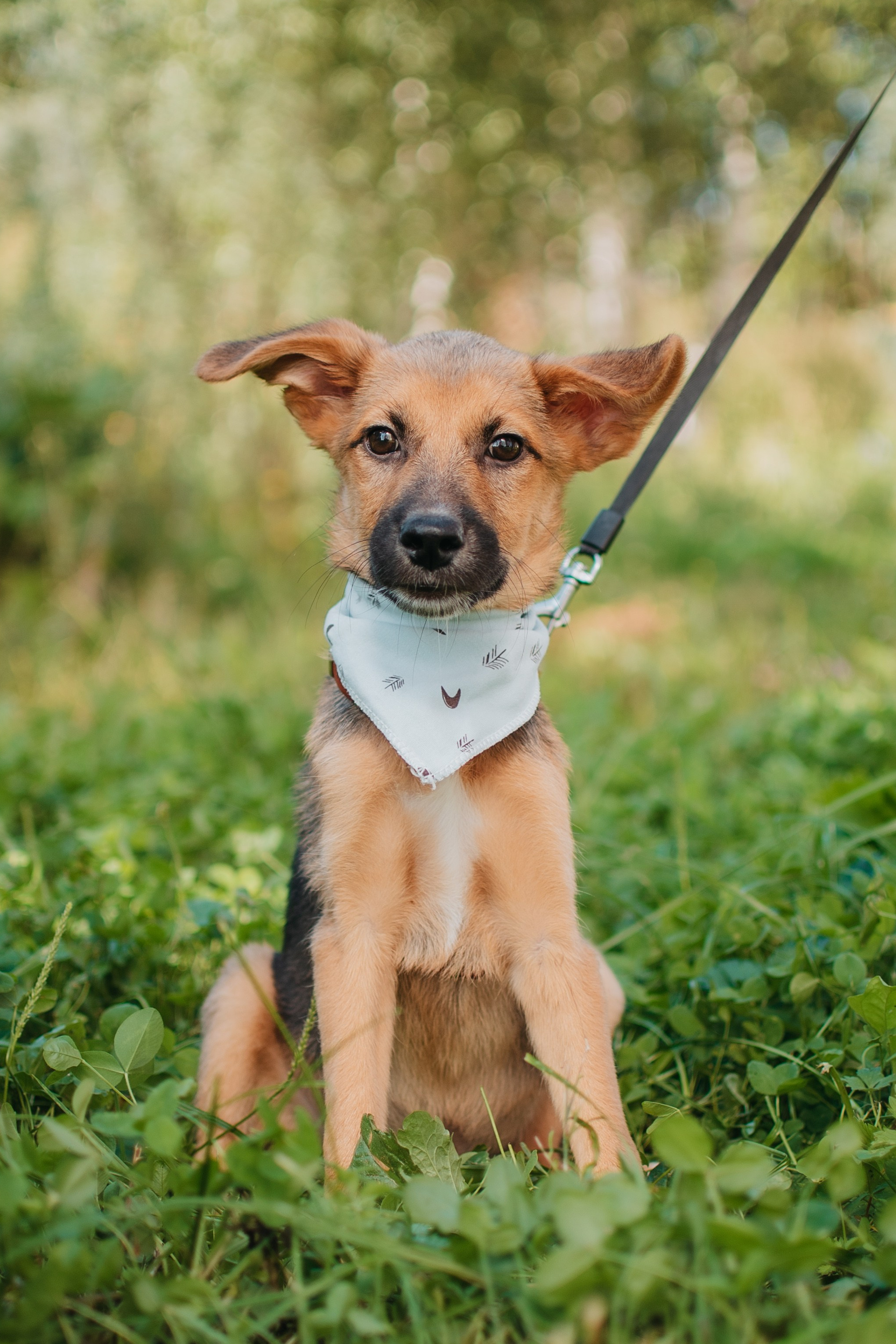 Животные на пристройство. Фотограф-анималист Валерия, Москва, Мытищи