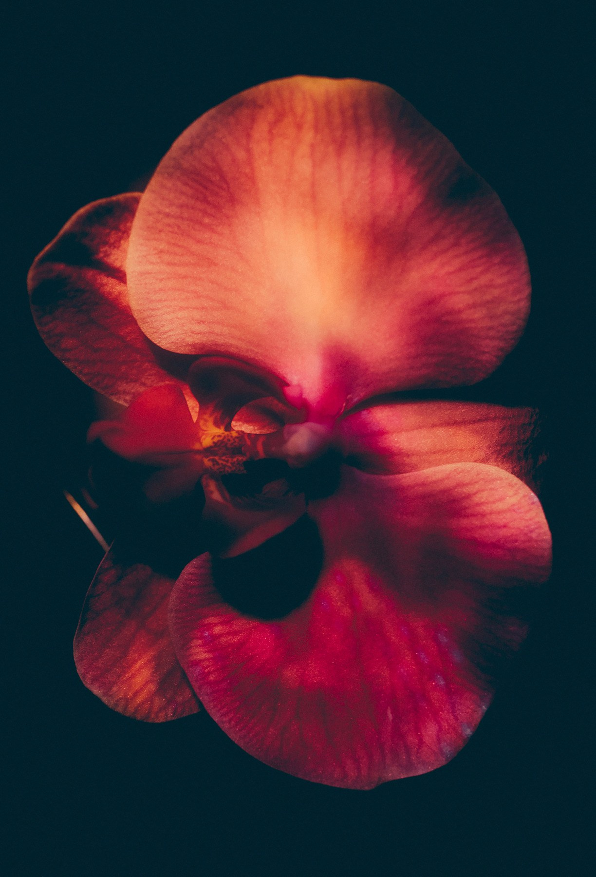 Канзитдинова Мадина. ARTEXPOPHOTO