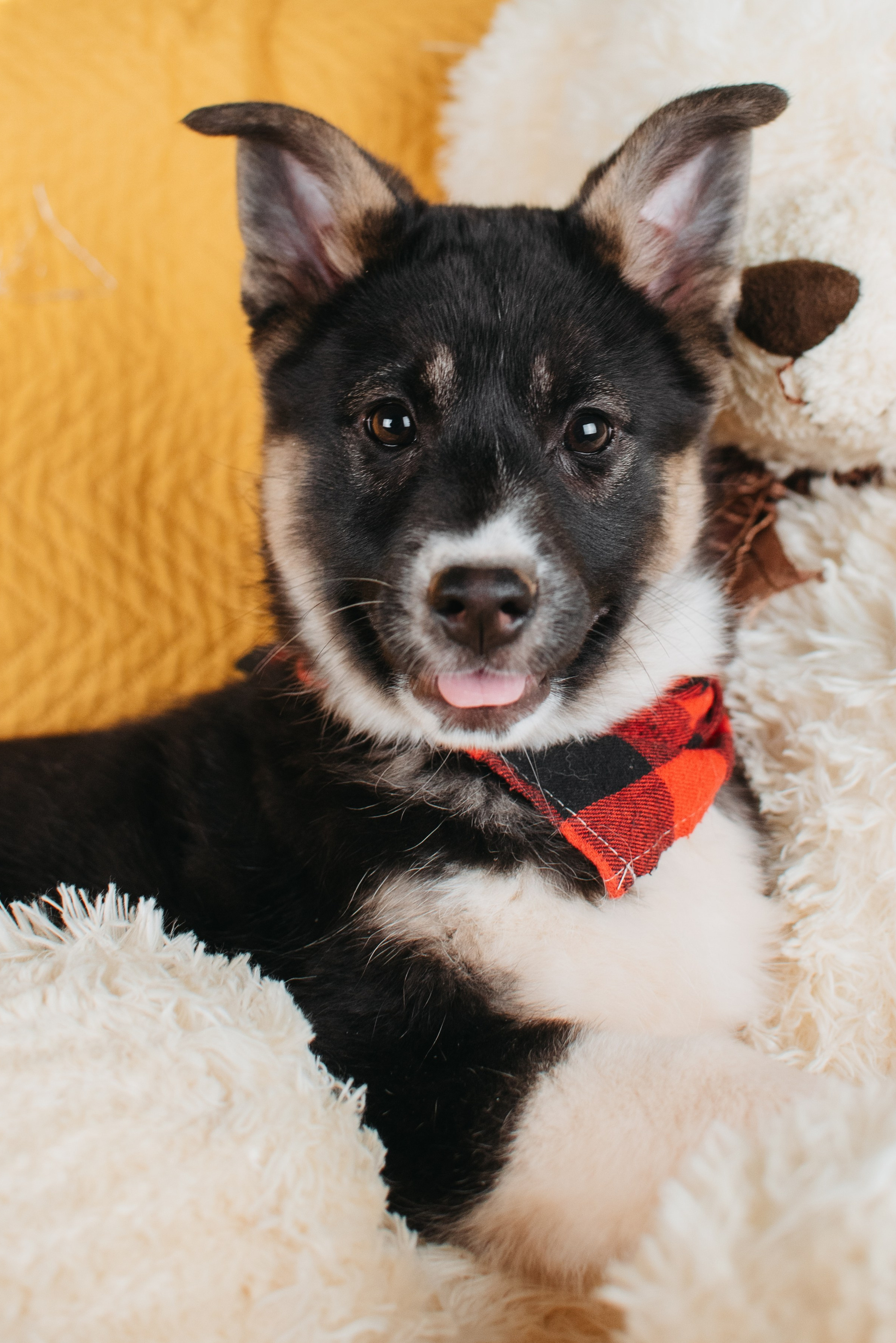Животные на пристройство. Фотограф-анималист Валерия, Москва, Мытищи