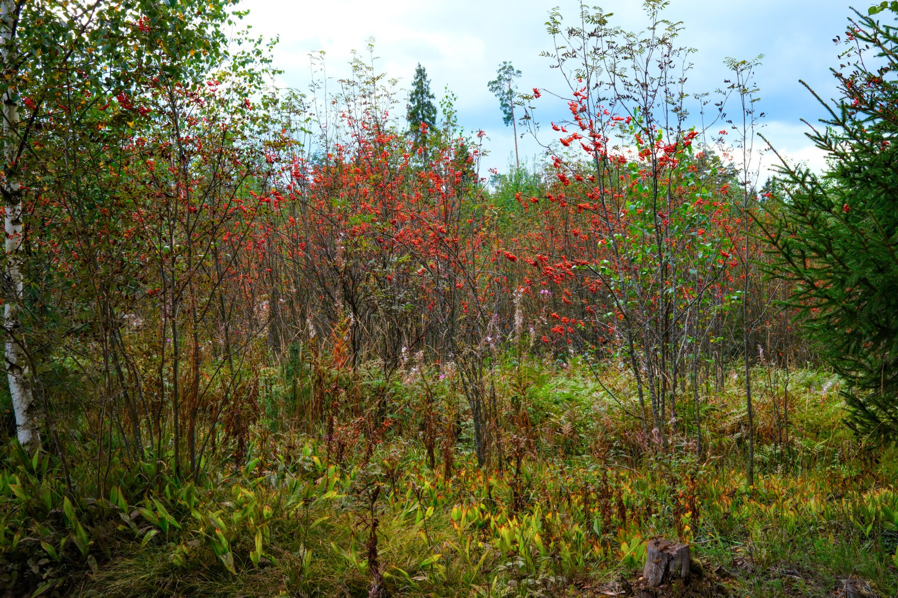 СОЛЯМИ. Belugin Art