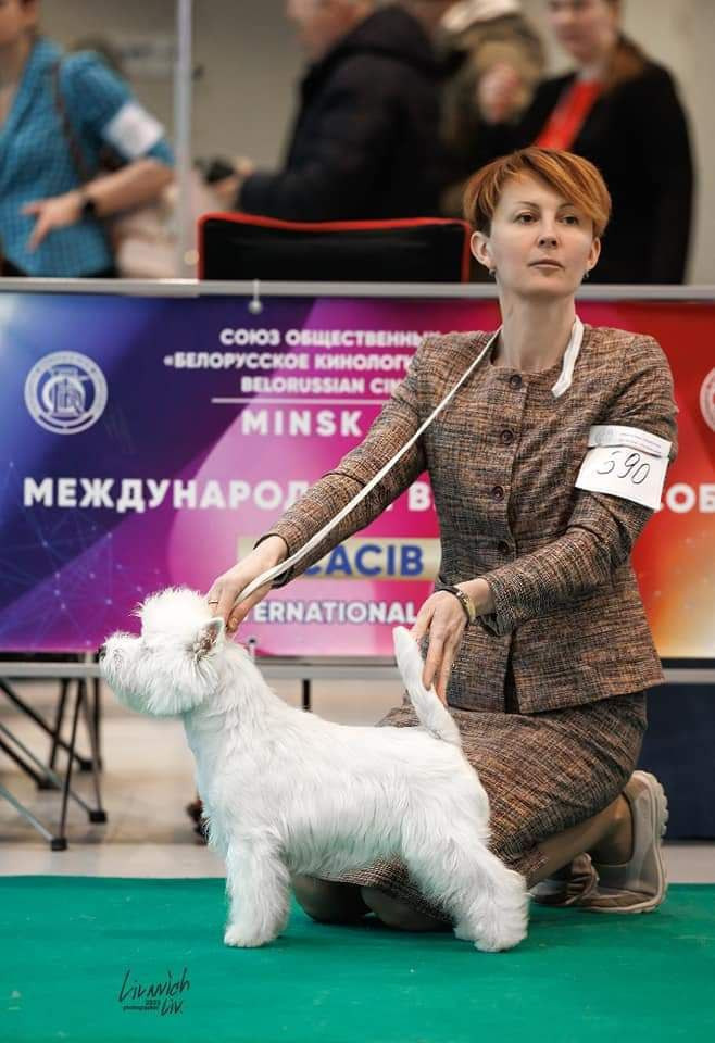 Новости питомника собак. Питомник собак породы вест хайленд вайт терьер в Москве