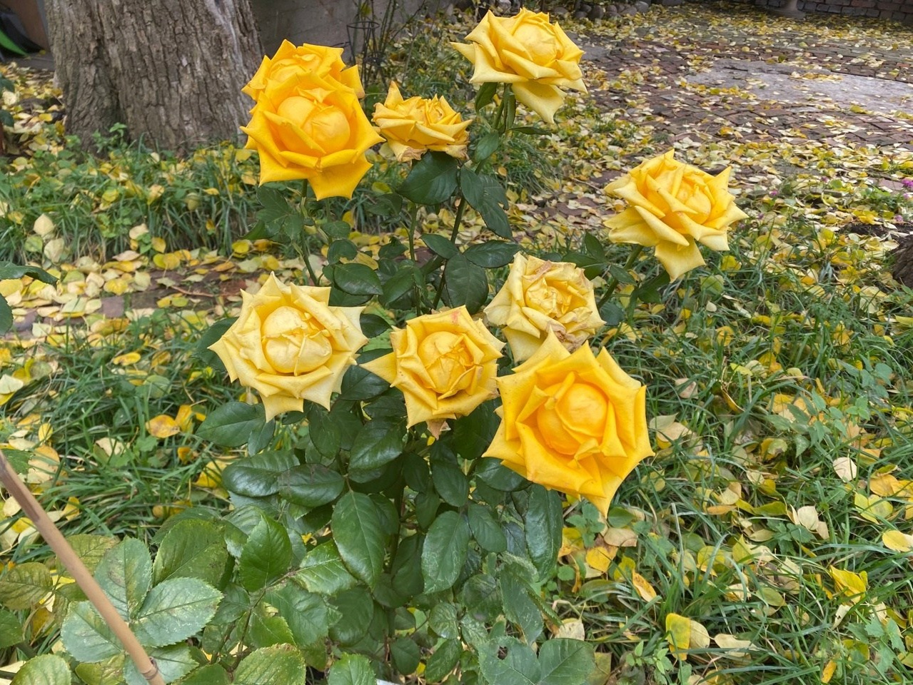 Новости. Дом Шрёдера