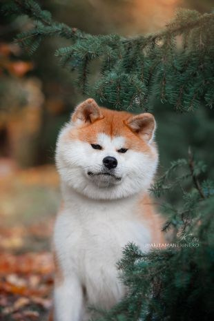 АКИТА. Kawaii Kuma питомник собак пород Корги пемброк, Акита ину, Сиба