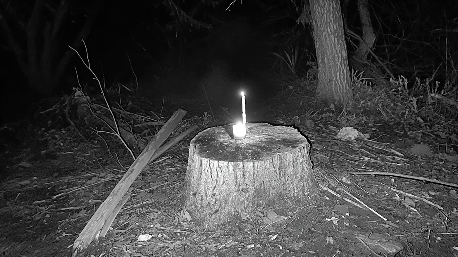 Таня Щербинина «Папараць-кветка». Самоорганизация Низина