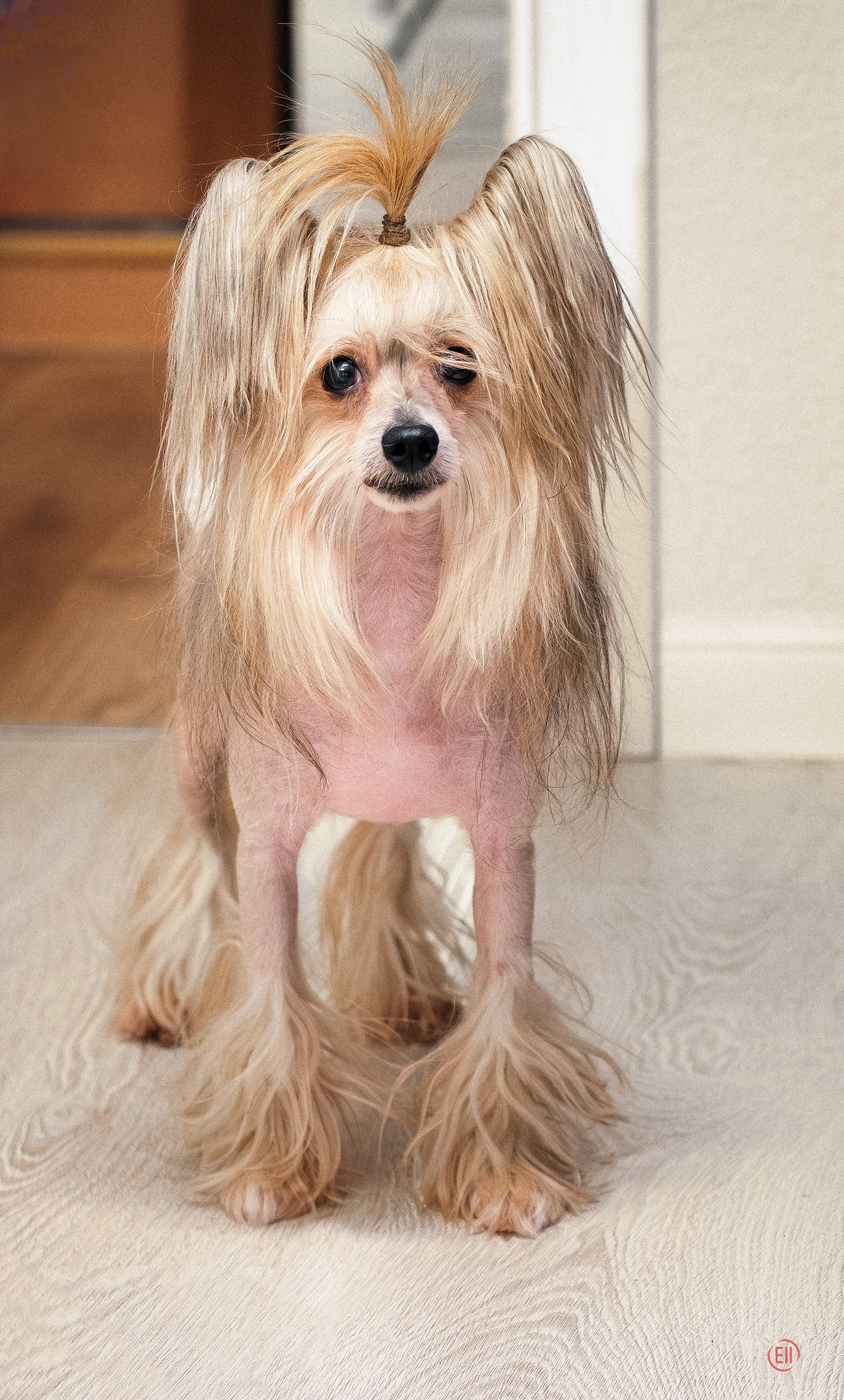 Lux became a dad. Chinese Crested Dog Kennel Poale Ell