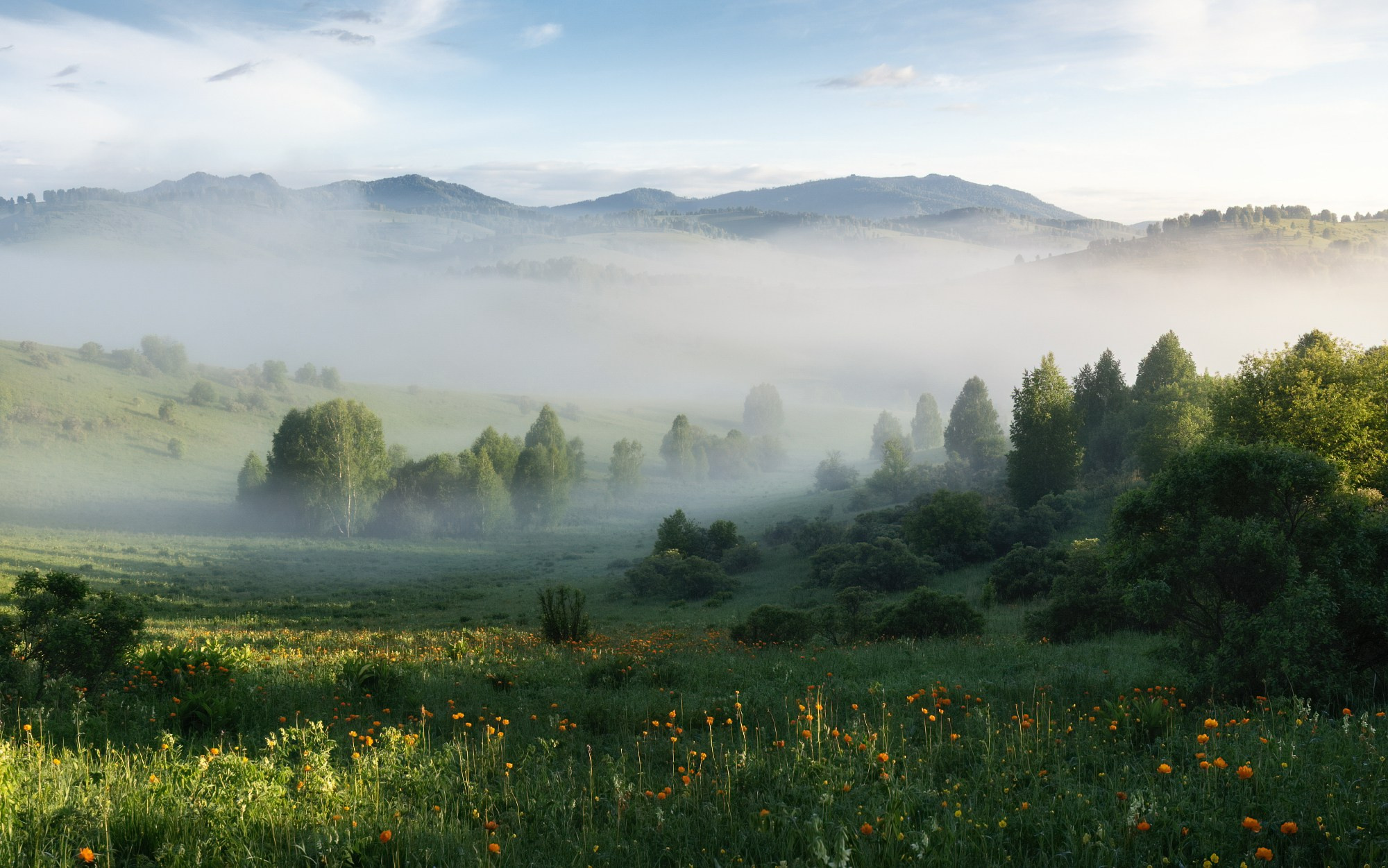 Цветение Купальницы азиатской в предгорьях Алтая. Профессиональный пейзажный фотограф Алёна Рубан
