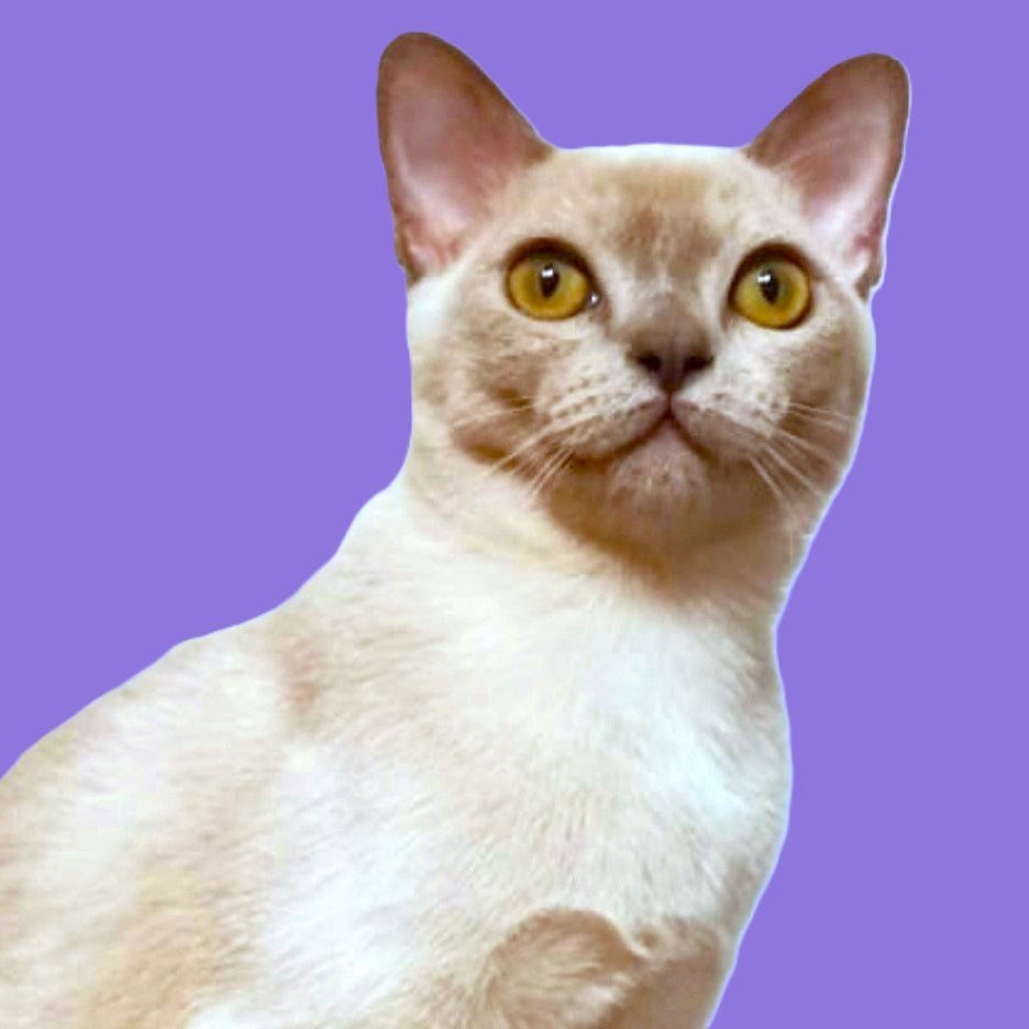 Котёнок американской бурмы. Las Burmas — питомник американской бурмы традиционных линий