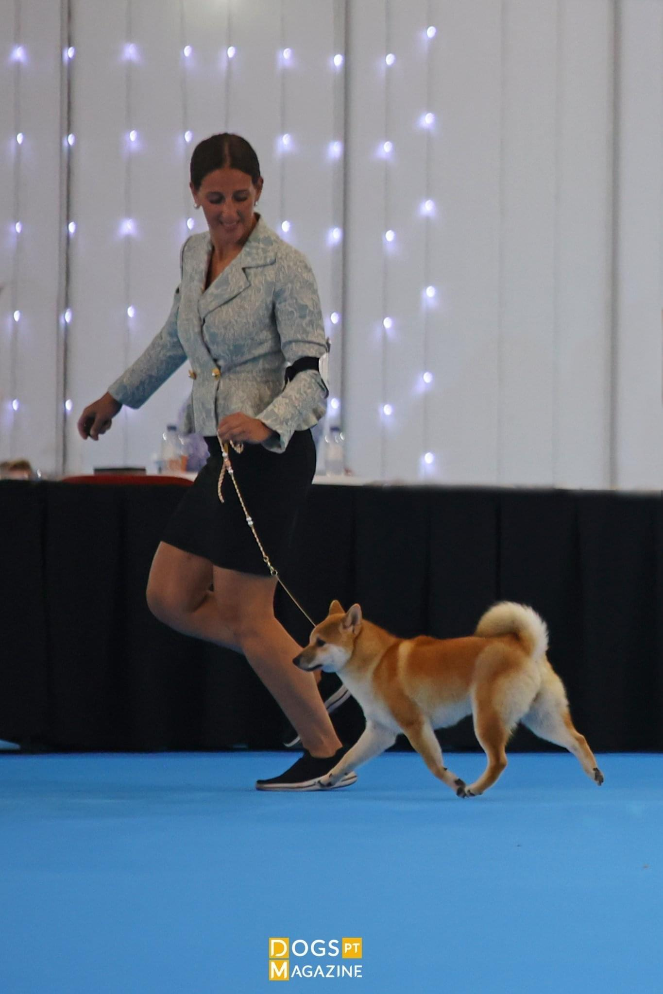 2022. SHIOMARU Shiba and Akita Inu Kennel