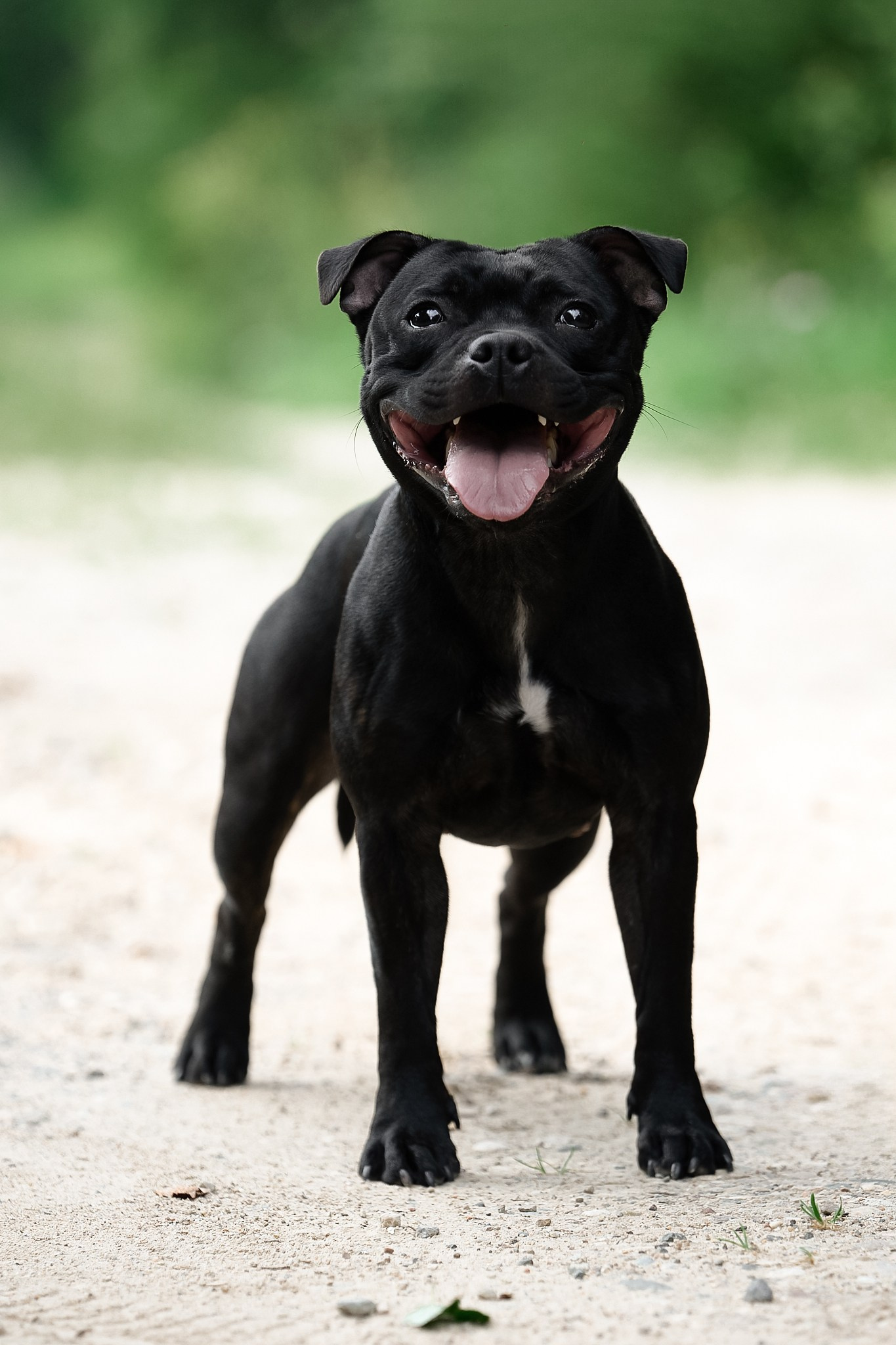 Тсахик. BLGKV питомник собак