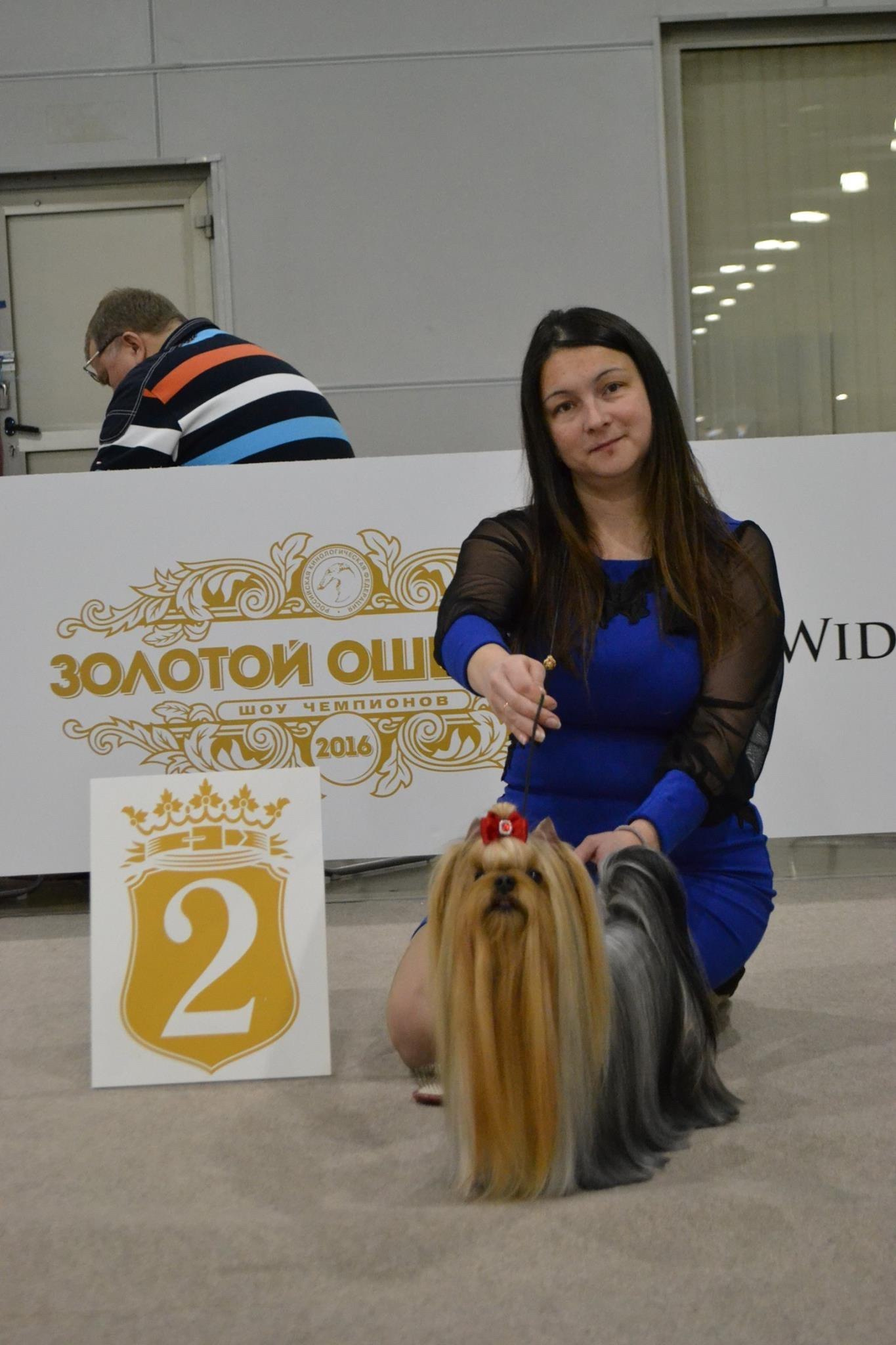 2016 г Результаты выставок. Питомник Йоркширских терьеров Дэнстайл в Санкт-Петербурге заводчик Тих