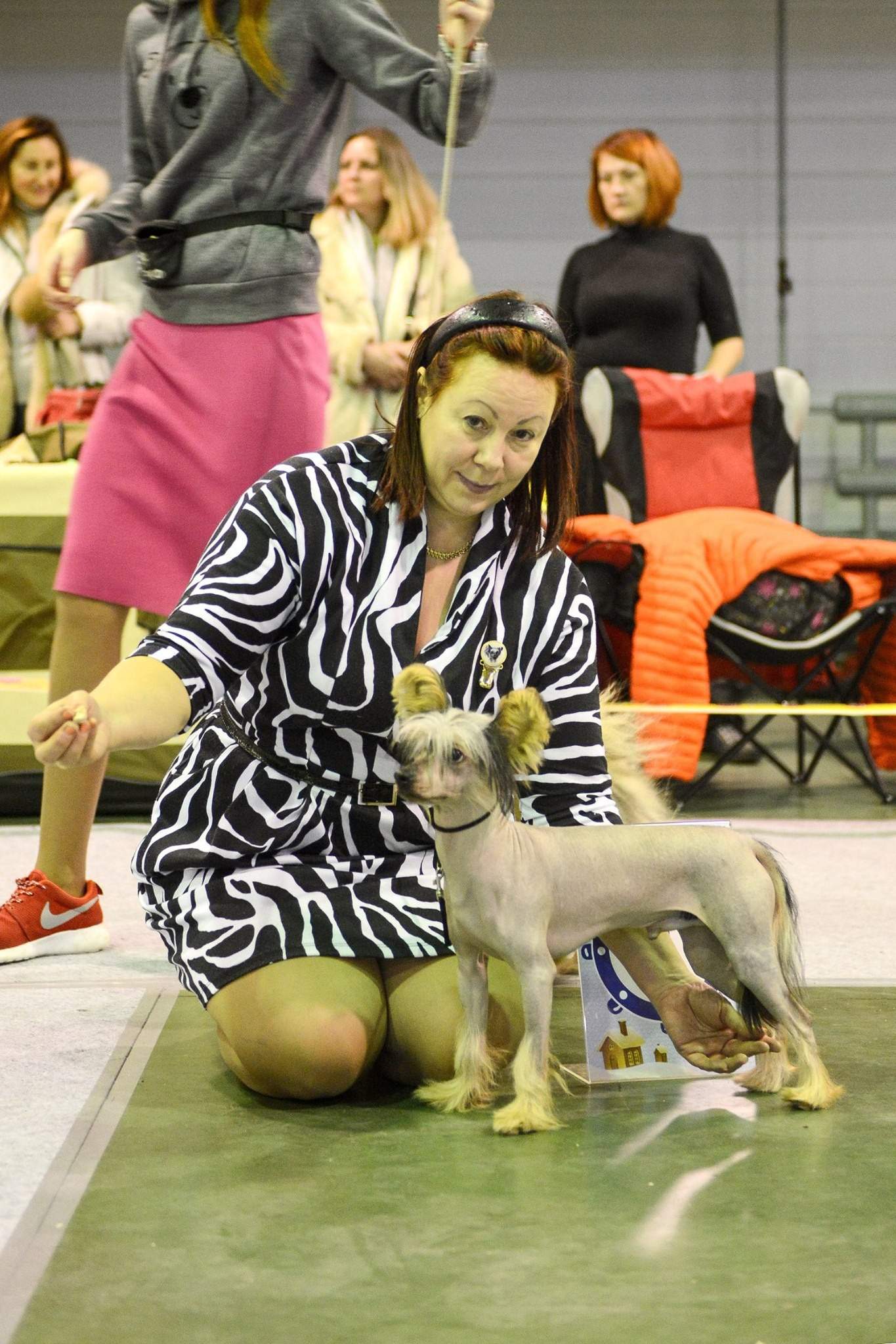 Adam is the best puppy. Chinese Crested Dog: Buy a Puppy from a Kennel