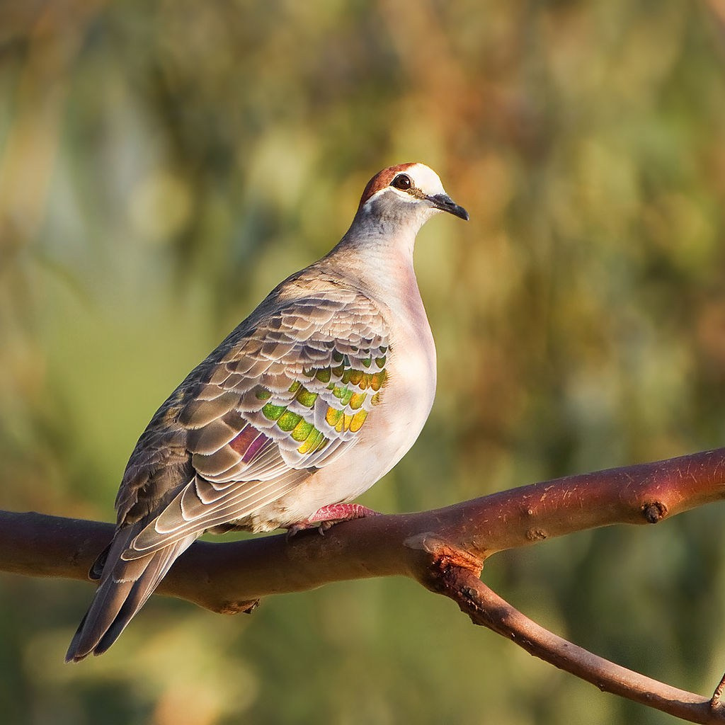 Мир попугаев — тропические птицы в зоопарке «Лесная Братва» Екатеринбург. Зоопарк уникальных животных Лесная братва