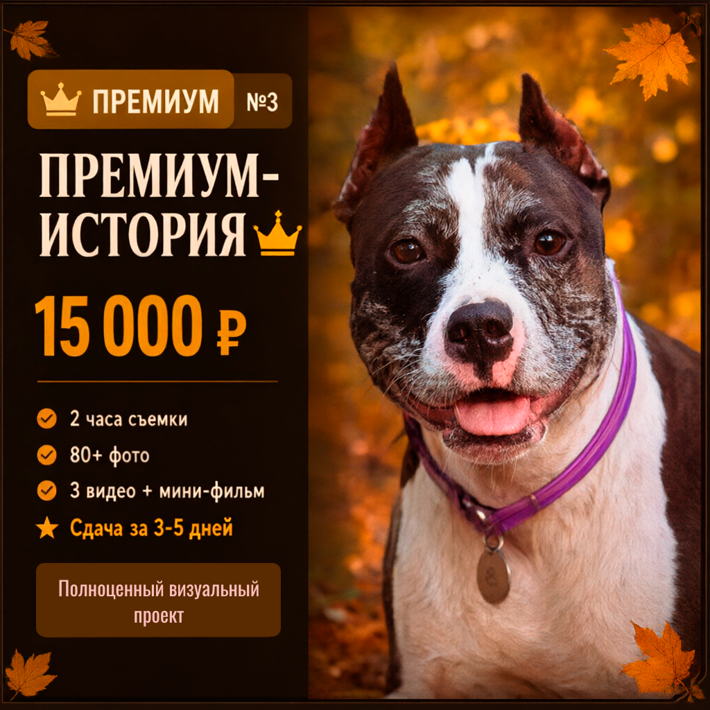 Осенняя съёмка с собакой