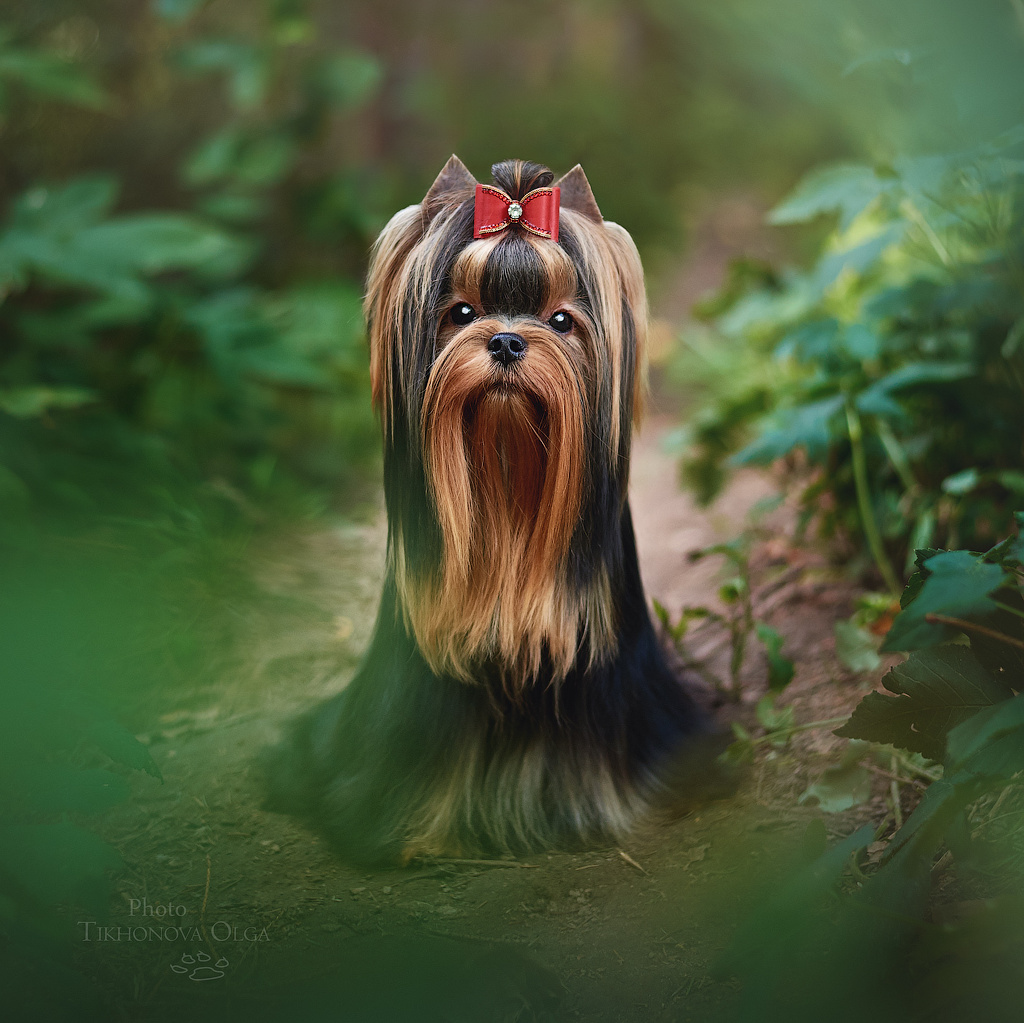 О питомнике «ДЭНСТАЙЛ|About the kennel DENSTAIL». Питомник Йоркширских терьеров Дэнстайл в Санкт-Петербурге заводчик Тих