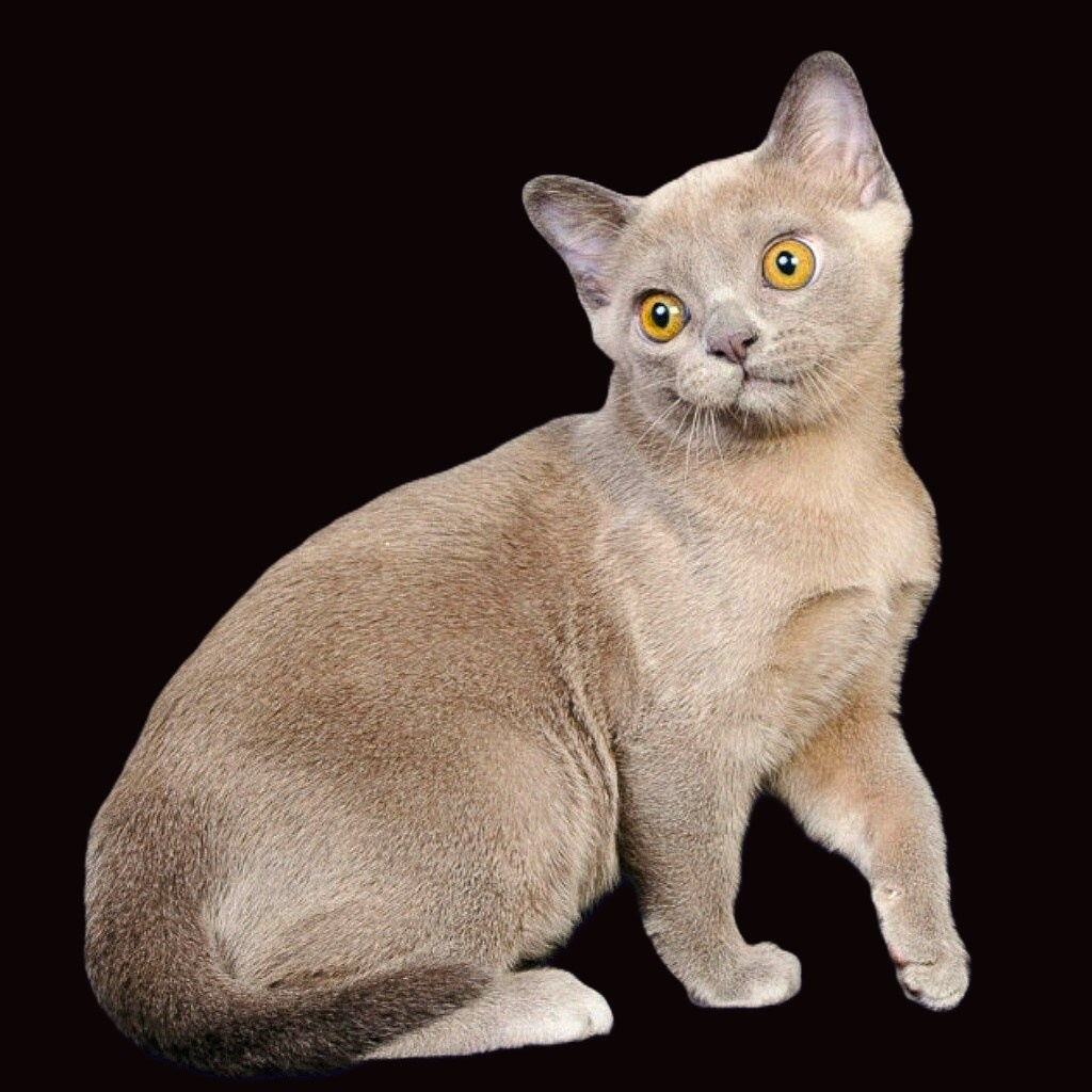 американская бурма котята