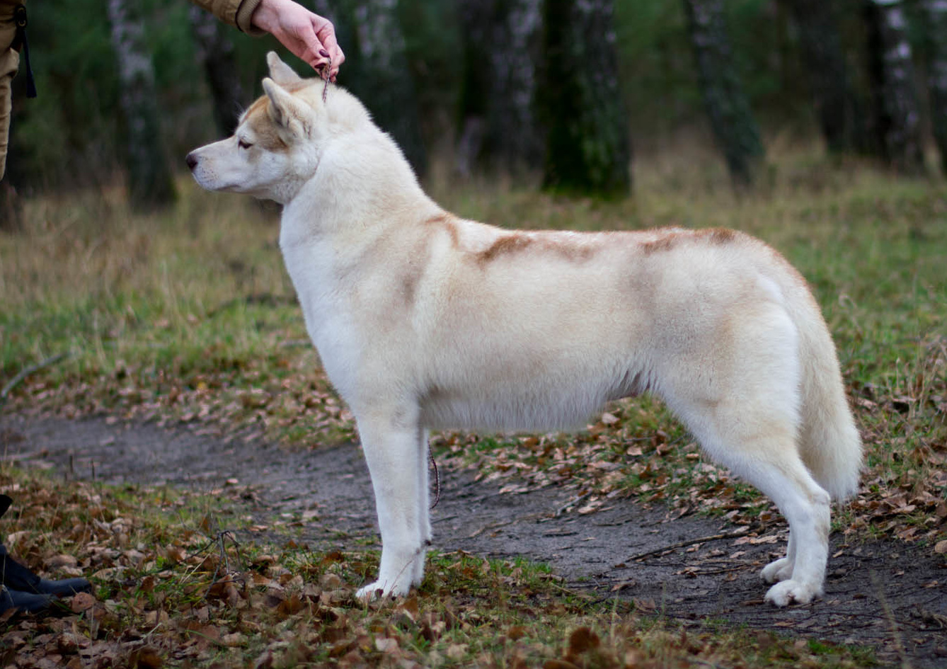 Хаски Ice Fantasy Legasy Of Gold Empire МИШЕЛЬ. Ice Fantasy kennel: professional breeding of Siberian huskies and wels