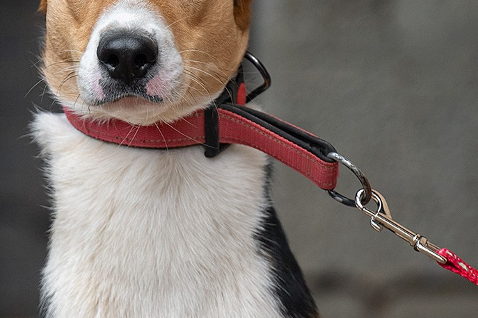 Фотосессия собаки на пристройство. Фотограф собак в Москве и Московской области Иванушкина Мария