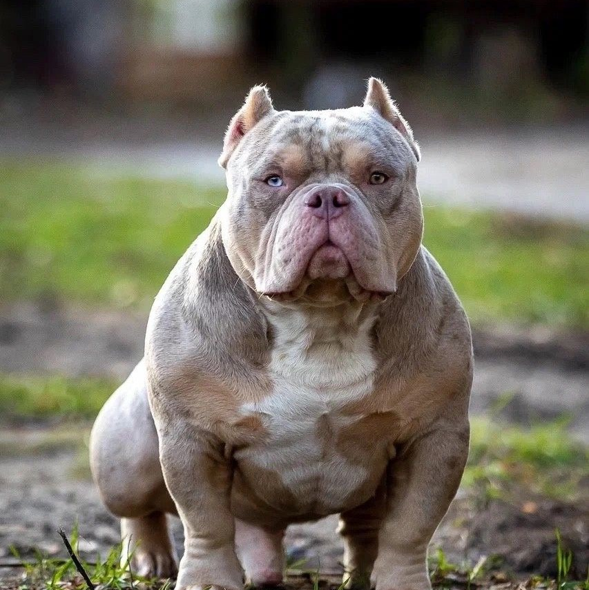 официальный питомник Американских булли в Волгограде