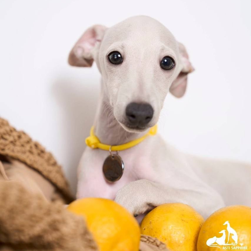 Прогулки. Профессиональный питомник левреток РКФ/FCI ASTI SAPPHIRE 💎 Сочи|Санкт-Петербург