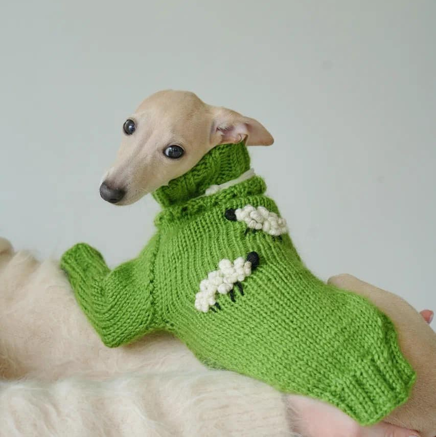 Проверенные зоотовары для левреток от питомника Asti Sapphire. Профессиональный питомник левреток РКФ/FCI ASTI SAPPHIRE 💎 Сочи|Санкт-Петербург