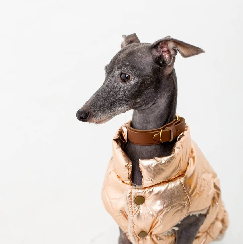 Прогулки. Профессиональный питомник левреток РКФ/FCI ASTI SAPPHIRE 💎 Сочи|Санкт-Петербург