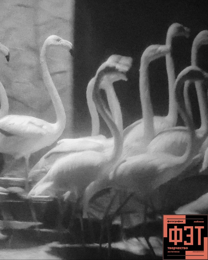 Альбом 18.01.26 проект ФЭТ