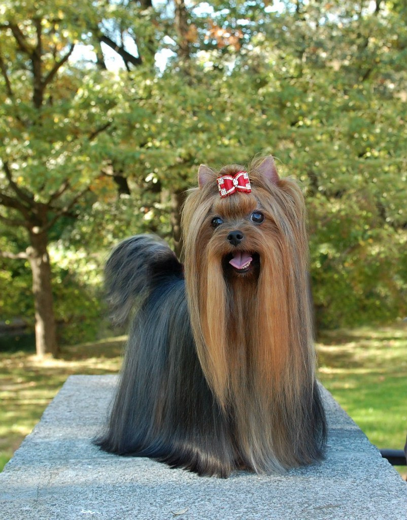 Дэнстайл Хан. Питомник Йоркширских терьеров Дэнстайл в Санкт-Петербурге заводчик Тих