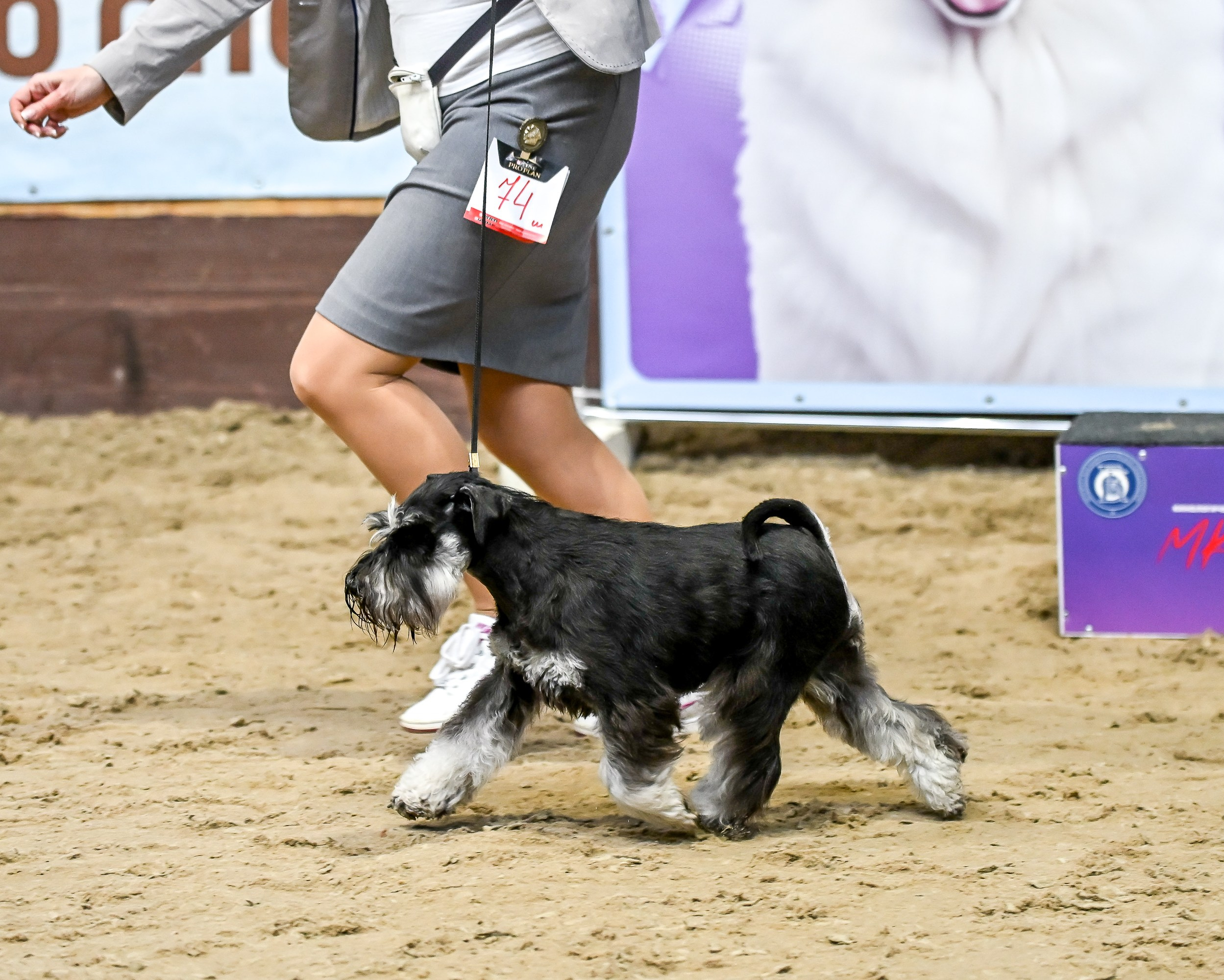Новый Юный Чемпион Беларуси в питомнике 💥. Питомник цвергшнауцеров в Беларуси «Делинсо Бэлэнс»