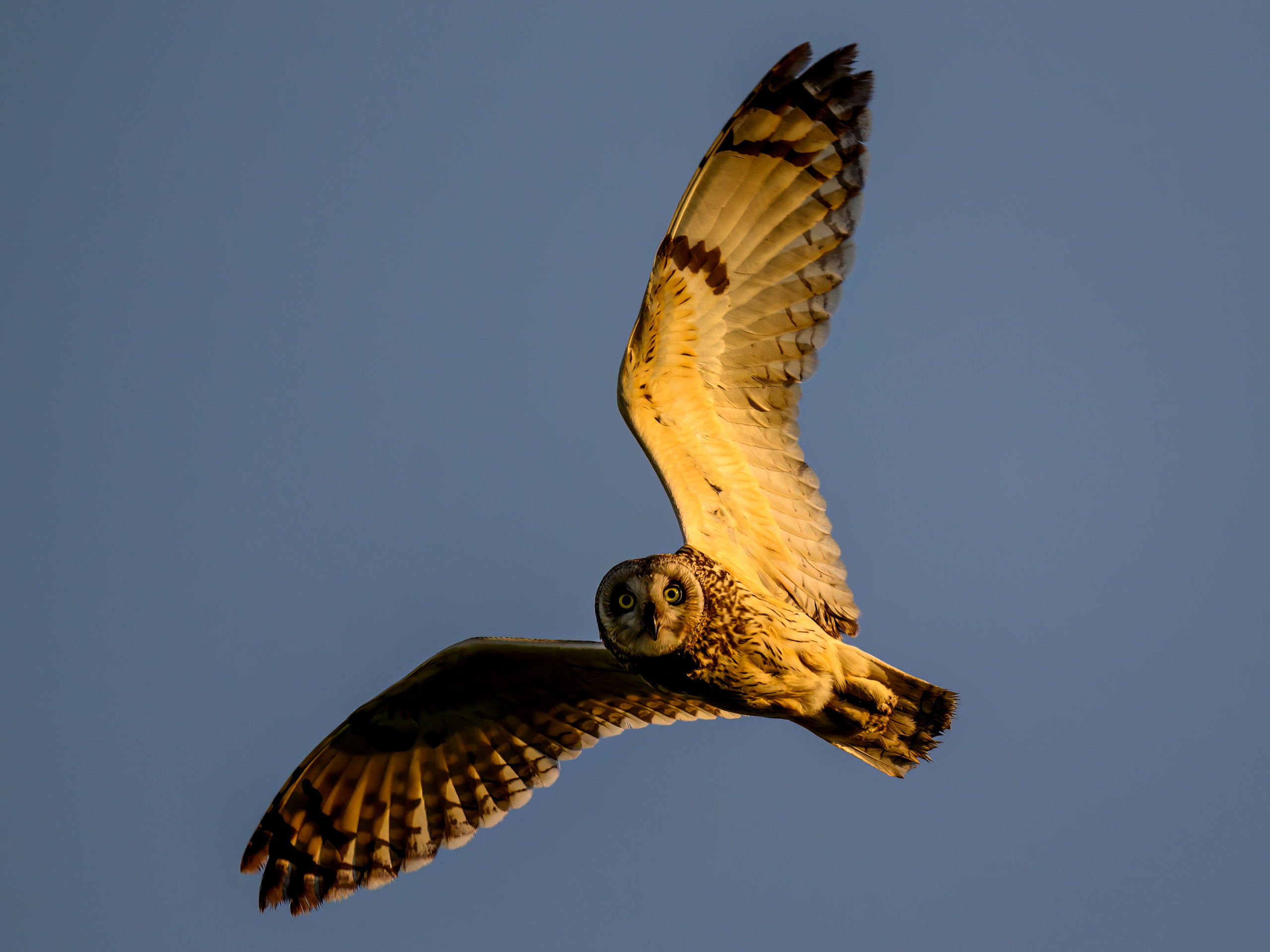 Совы и трясогузки. Фотограф Сергей Пупонин